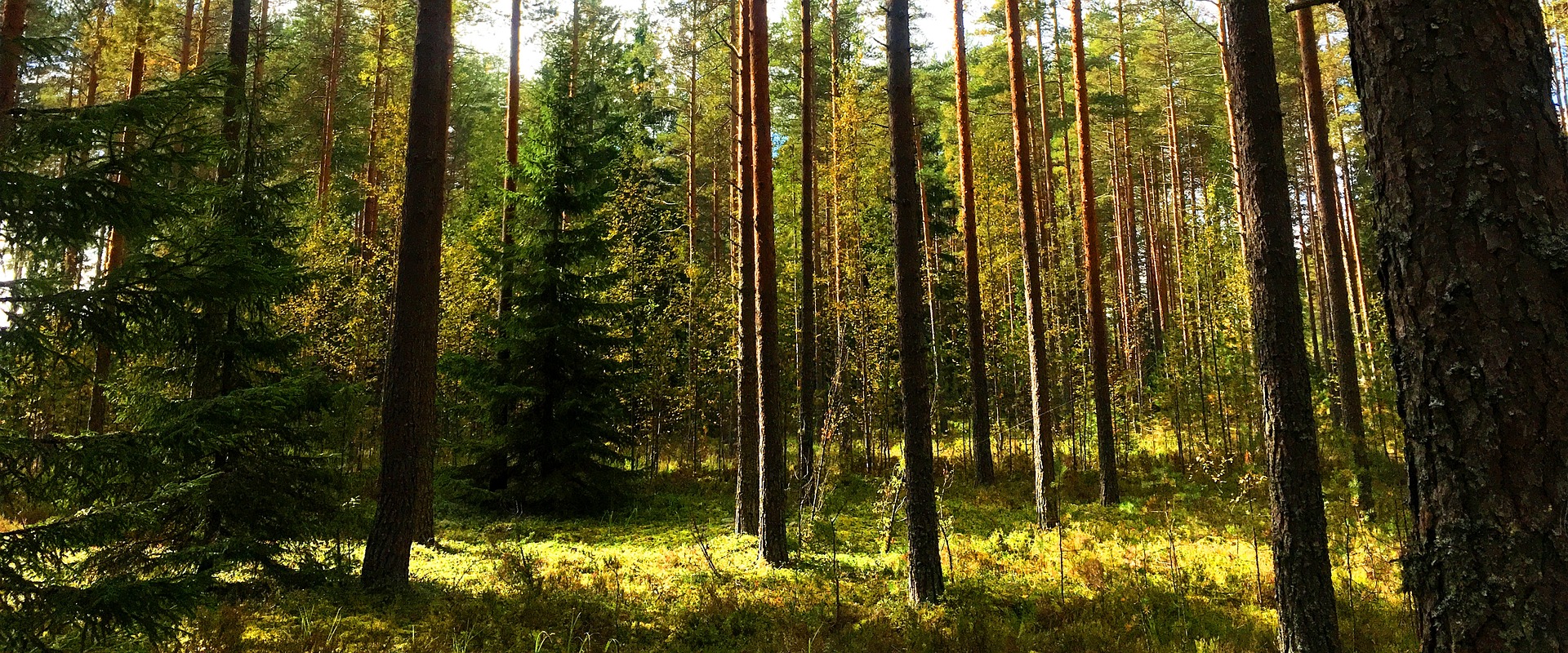 Jokamiehenoikeuksien ABC